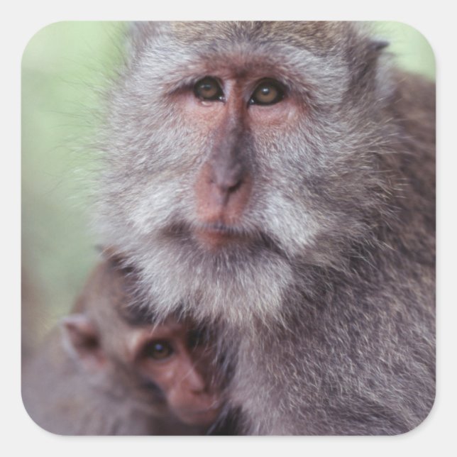 Sticker Carré Indonésie, Bali, Ubud, Macaque à longue queue (Devant)