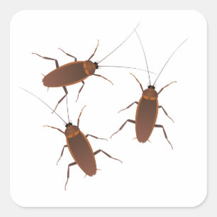 Sticker Carré Insecte Cockroach