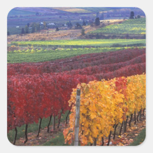 Sticker Carré Intense couleur rouge et jaune sur Gehring