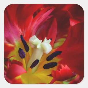 Sticker Carré Intérieur de la fleur de tulipe perroquet