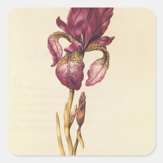 Sticker Carré Iris, de 'La Guirlande de Julie', c.1642 (Devant)