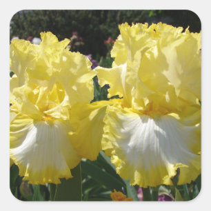 Sticker Carré Iris Iris Iris Lourds Fleurs florales