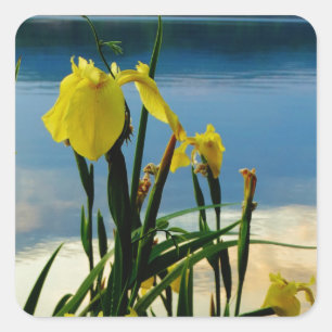 Sticker Carré Iris jaune à Lake Shore
