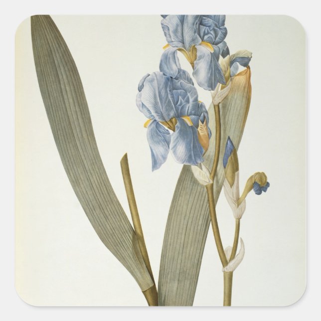 Sticker Carré Iris Pallida, de `Les Liliacées', 1812 (Devant)
