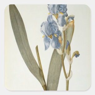 Sticker Carré Iris Pallida, de `Les Liliacées', 1812