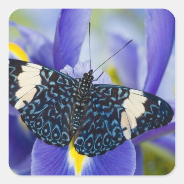 Sticker Carré Iris Pourpre Papillon Tropical (Devant)