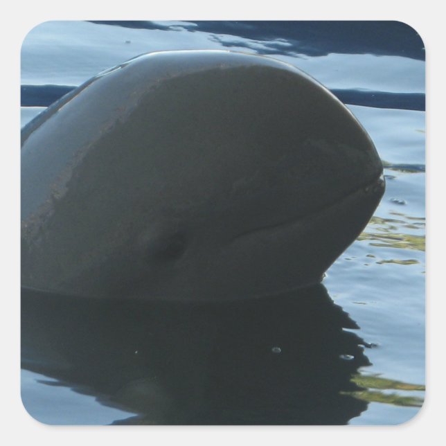 Sticker Carré Irrawaddy Dolphin Peek-A-Boo (Devant)