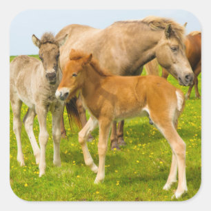 Sticker Carré Islande. Dyrholaey. Poulains islandais
