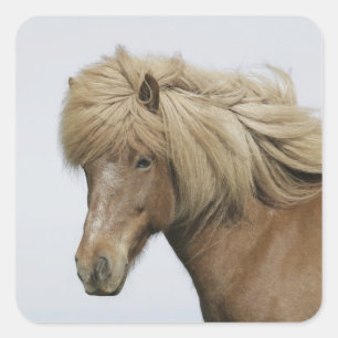 Sticker Carré Islande. Portrait d'un cheval islandais.