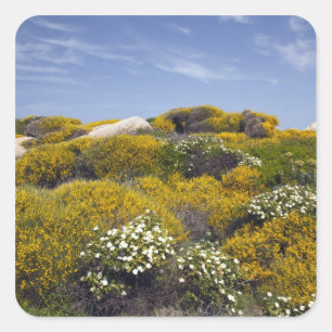 Sticker Carré Italie, Sardaigne, Père Noël Teresa Gallura. Capo 