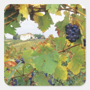 Sticker Carré Italie, Toscane Ferme vue à travers