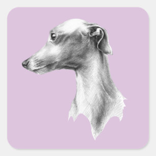 Sticker Carré Italien Greyhound Whippet portrait de chien dessin