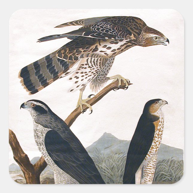 Sticker Carré J.J. Audubon (Goshawk, Stanley Hawk) (1829) (Devant)