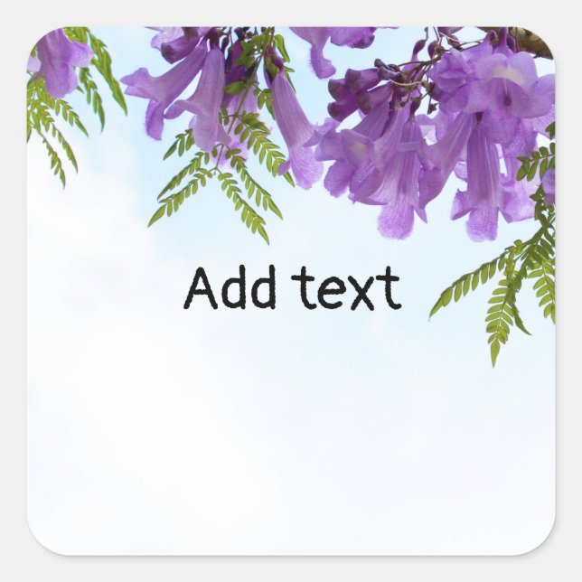 Sticker Carré Jacaranda fleurs violettes fleurissant sur l'arbre (Devant)