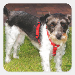 Sticker Carré jack russel terrier