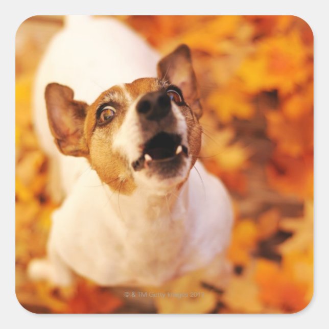 Sticker Carré Jack Russell Terrier aboiement et saut, automne (Devant)