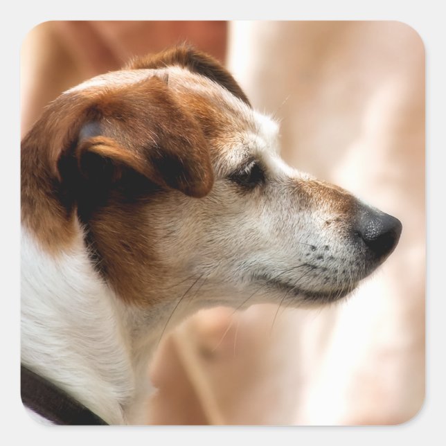 STICKER CARRÉ JACK RUSSELL TERRIER CHIEN (Devant)