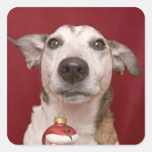 Sticker Carré Jack Russell Terrier tenant l'ornement de Noël