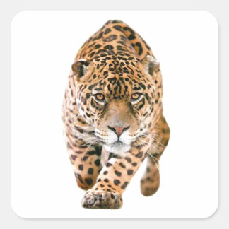 Sticker Carré Jaguar Eyes