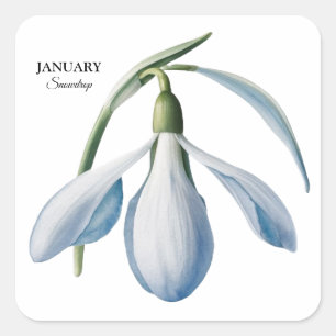 Sticker Carré Janvier Snowdrop Bloom - Cadeau personnalisé