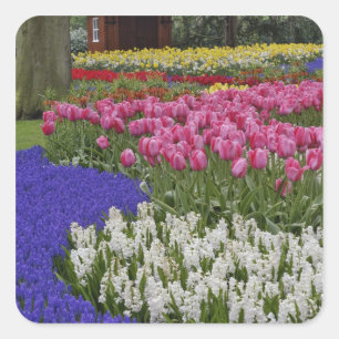 Sticker Carré Jardin de muscaris, de jacinthes et de tulipes,