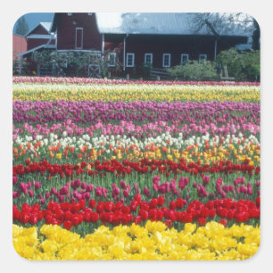 Sticker Carré jardin de tulipes, comté de Skagit,