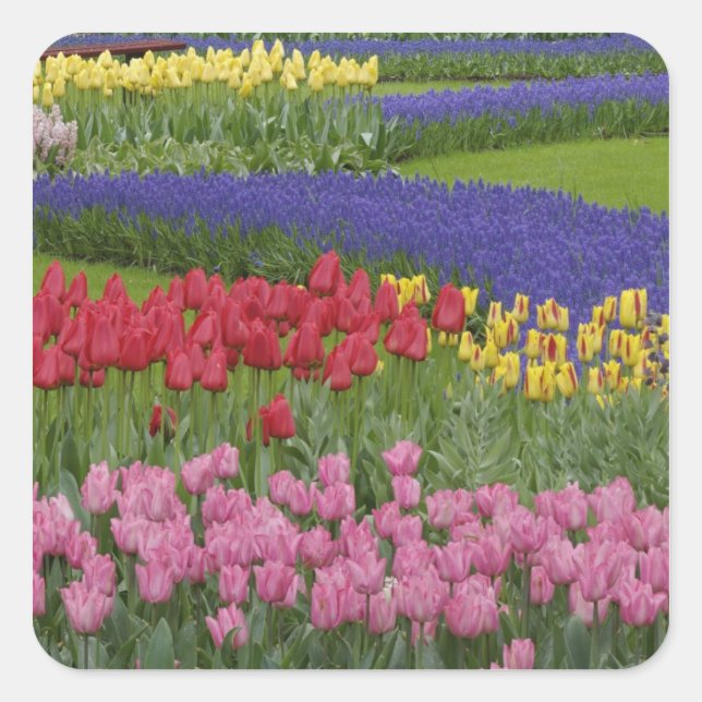 Sticker Carré Jardin des tulipes, Grape Hyacinth et (Devant)
