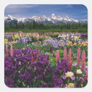 Sticker Carré Jardin d'Iris et de Lupins et chaîne Teton,
