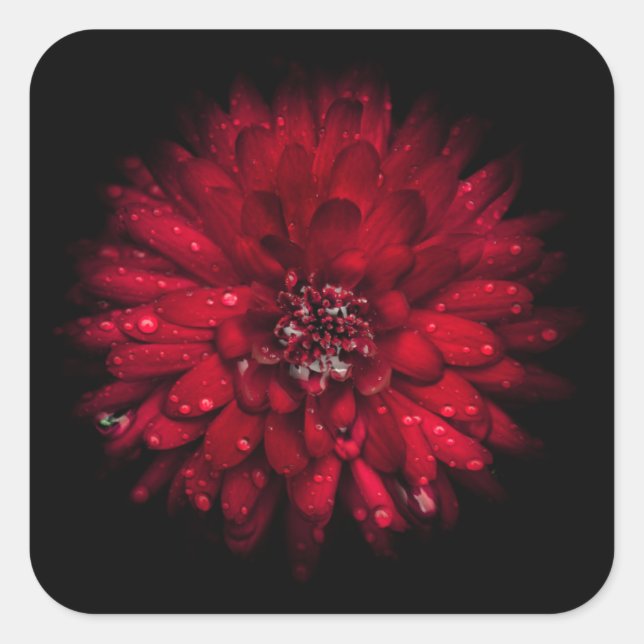 Sticker Carré Jardin Fleurs No 45 Version couleur (Devant)