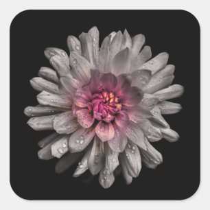Sticker Carré Jardin Fleurs No 91 Version couleur