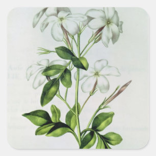 Sticker Carré Jasmine, de 'La Guirlande de Julie'