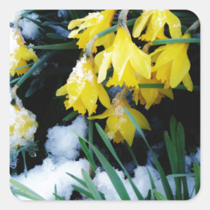 Sticker Carré Jaune Daffodils fleurs dans la neige