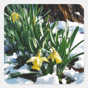 Sticker Carré Jaune Daffodils fleurs dans la neige