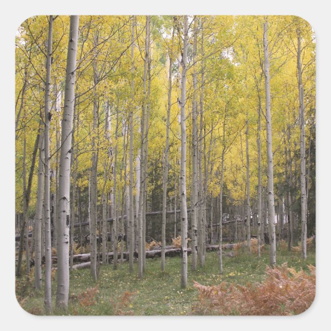 Sticker Carré Jaune d'Aspen (Devant)