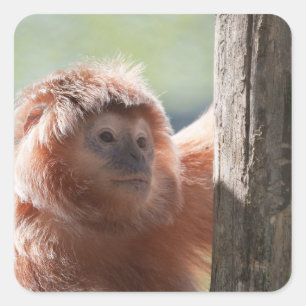 Sticker Carré Javan oriental Langur avec rétroéclairage