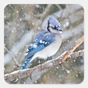 Sticker Carré Jay bleu dans une tempête de neige