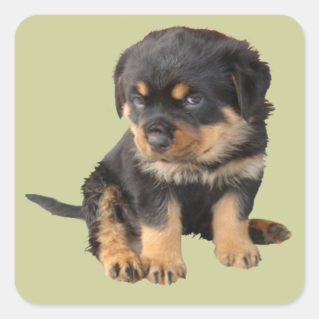 Sticker Carré Je n'ai pas besoin qu'on me dise que je suis migno (Devant)