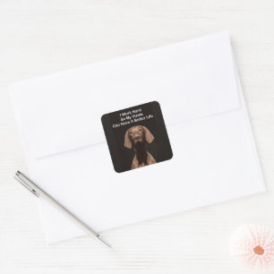 Sticker Carré Je travaille dur pour que mon Vizsla ait une vie m