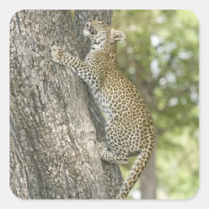 Sticker Carré Jeune léopard (Panthera Pardus) escalade