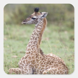 Sticker Carré Jeune Masaï Giraffe (Giraffa camelopardalis