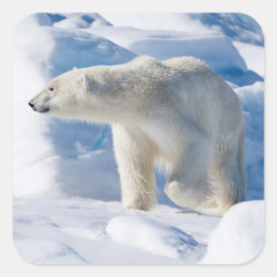 Sticker Carré Jeune ours polaire mâle