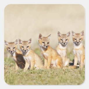 Sticker Carré Jeune Renard véloce (Vulpes macrotis) au terrier,