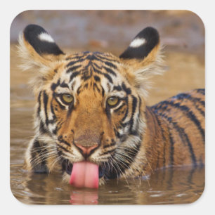 Sticker Carré Jeune tigre du Bengale royal, buvant de l'eau
