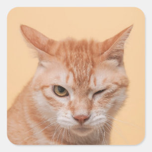 Sticker Carré Joli Chat Orange Clin d'Œil Animal Nature Faune