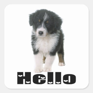 Sticker Carré Joli chiot Aussie Bonjour Berger Australien