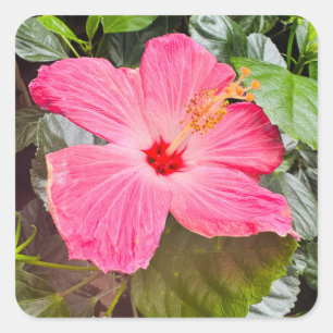 Sticker Carré Joli Hibiscus rose