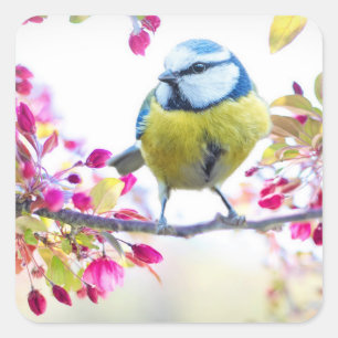 Sticker Carré Joli oiseau bleu et jaune sur une branche Photogra