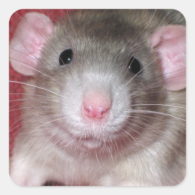 Sticker Carré Joli Rat Dumbo (Devant)