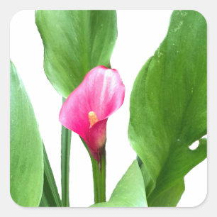Sticker Carré Jolie Calla Lily Rose