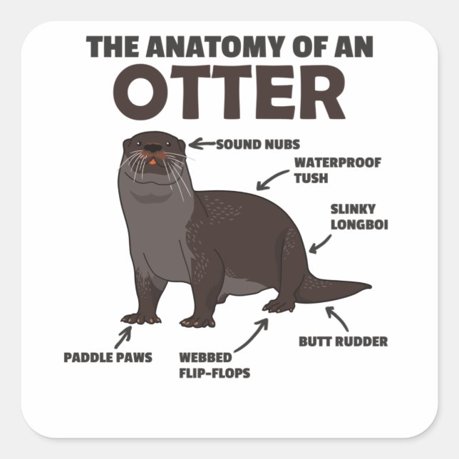Sticker Carré Jolie Otter Explication Anatomie D'Une Otter (Devant)